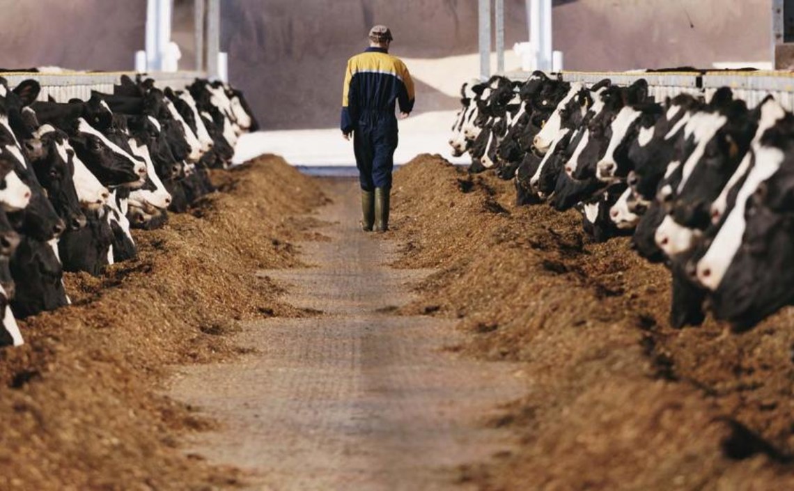 Производство комбикормов выросло на 7%, но поголовье коров сокращается / Агро-Матик