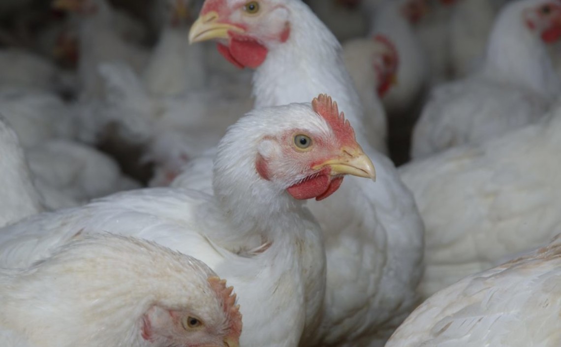 Влияние протеино-энергетического концентрата на мясную продуктивность цыплят-бройлеров / Агро-Матик