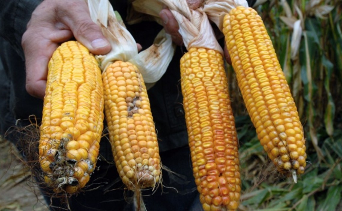 Выращивая кукурузу, опасайтесь диплодиоза / Агро-Матик