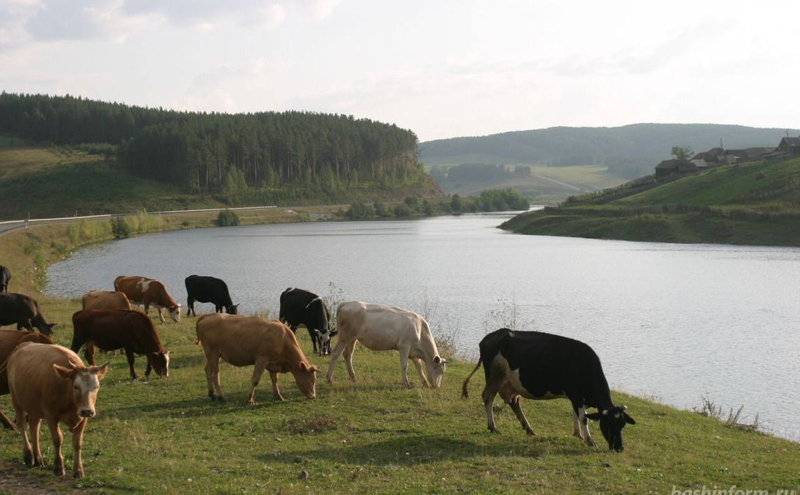 В Башкирии разрабатывают программы развития молочного и мясного скотоводства / Агро-Матик