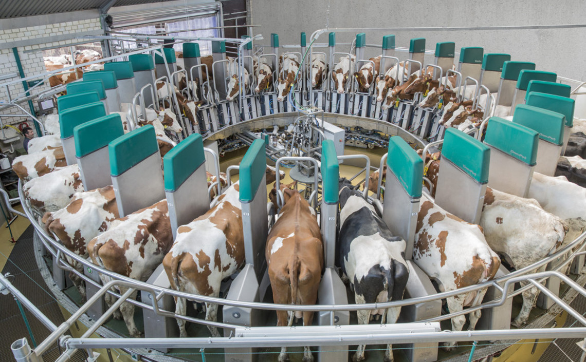Рейтинг производителей молока возглавили «ЭкоНива» и «Агрокомплекс» / Агро-Матик
