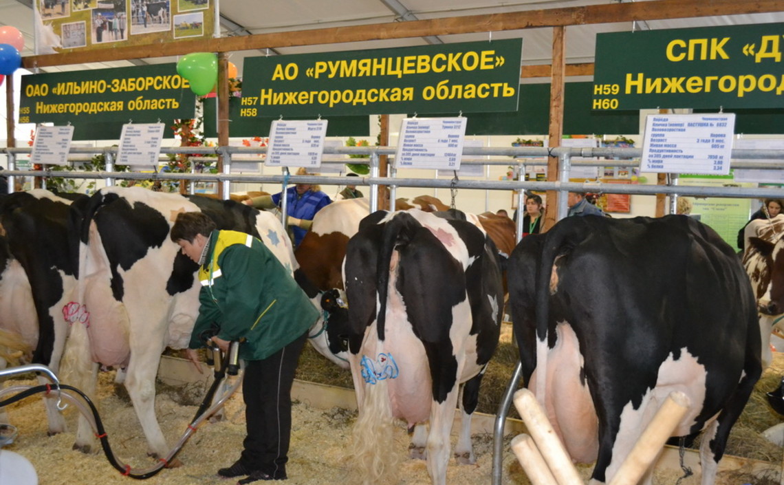 Нижегородская область нарастила производство молока / Агро-Матик