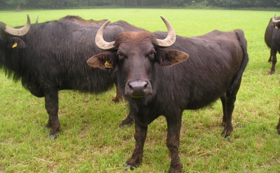 В Астраханской области разводят буйволов / Агро-Матик