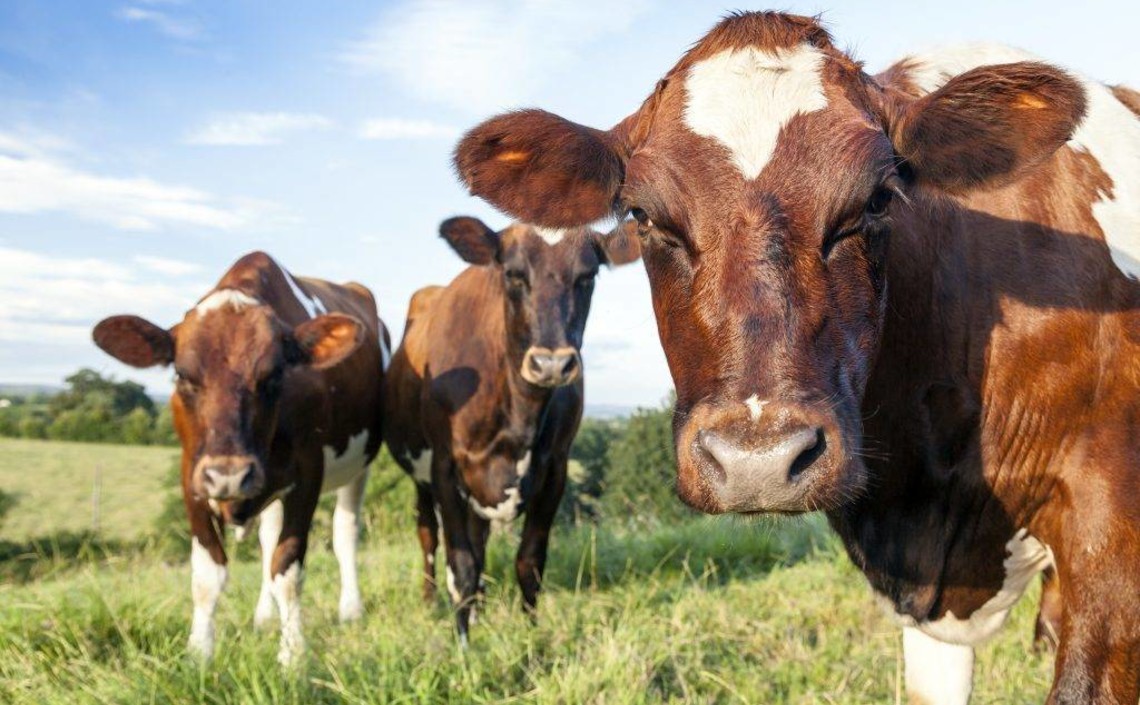 Доказано, что концентраты «Агро-Матик» повышают продуктивность молочных коров / Агро-Матик