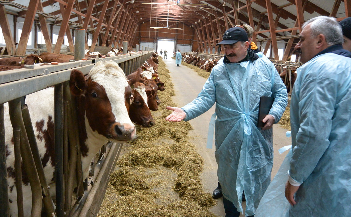 К 2024 году поставлена задача достичь показателя 7 тысяч кг молока на корову / Агро-Матик