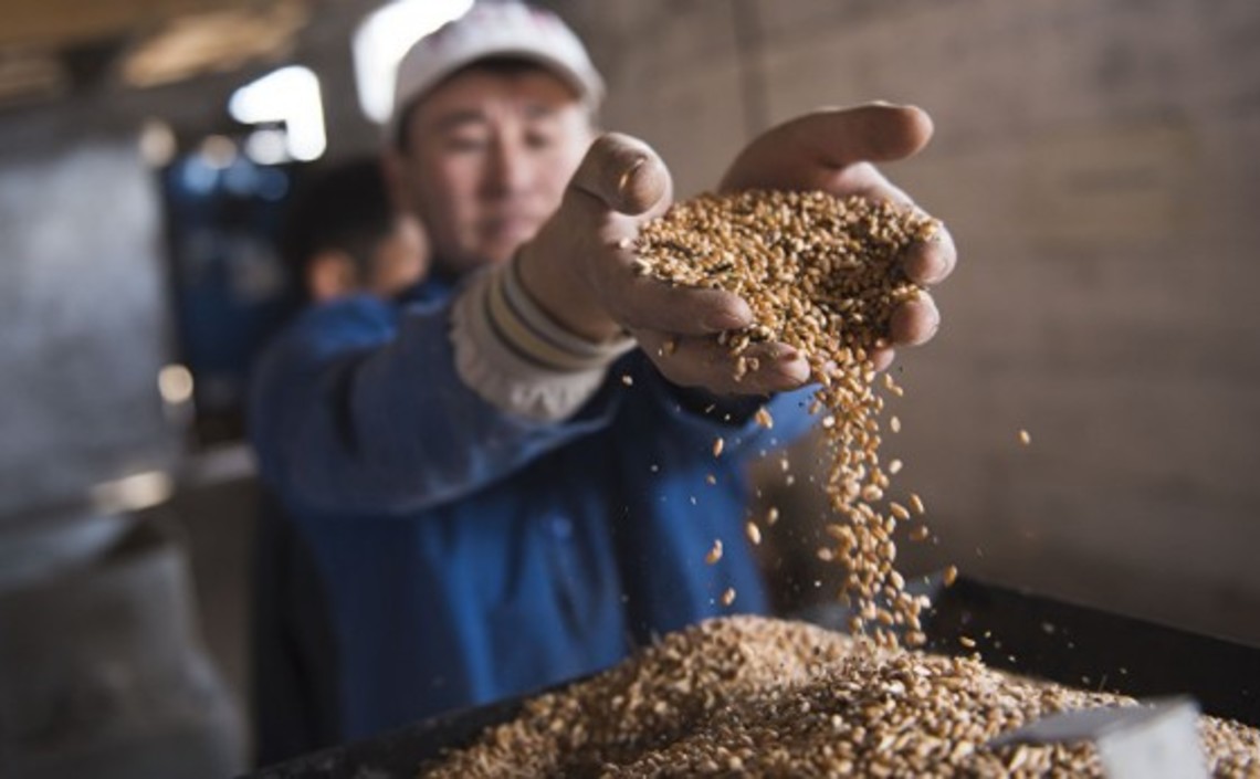 Китай до конца года определится с числом регионов для импорта зерна из РФ / Агро-Матик