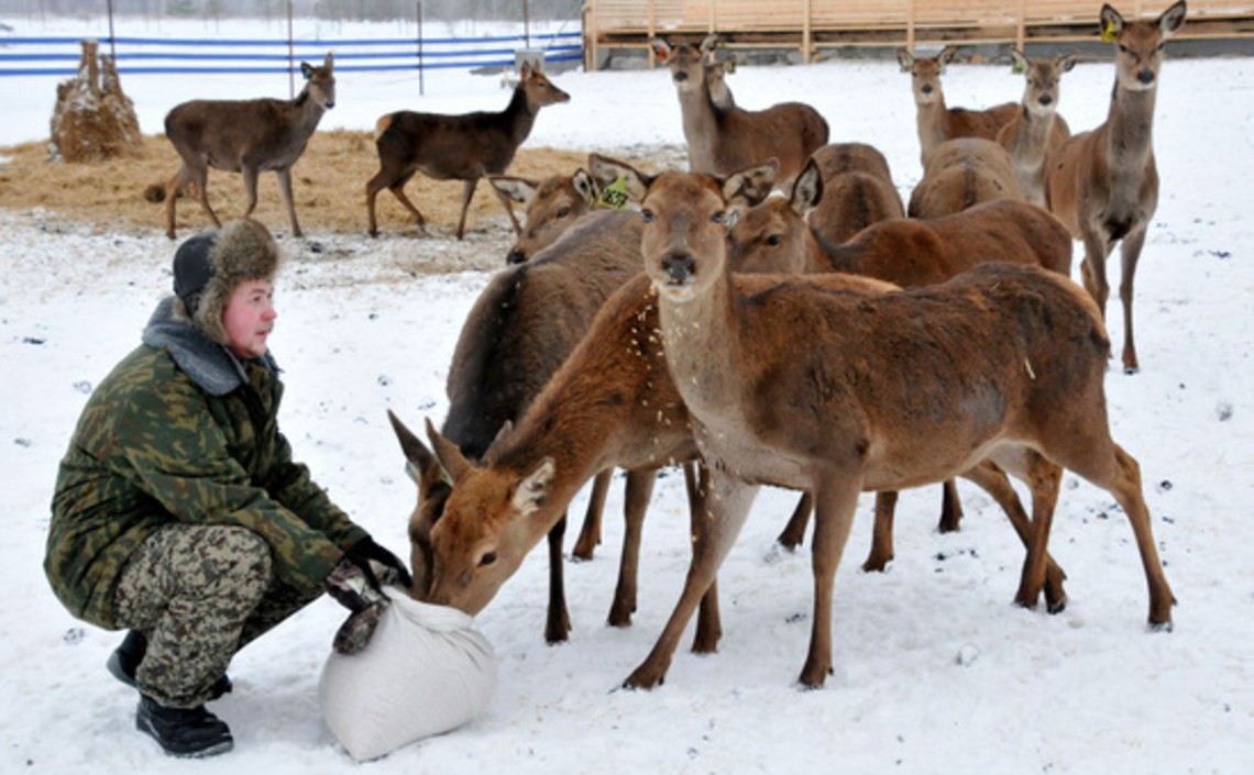 В Нижегородской области начали разводить оленей для производства мяса / Агро-Матик