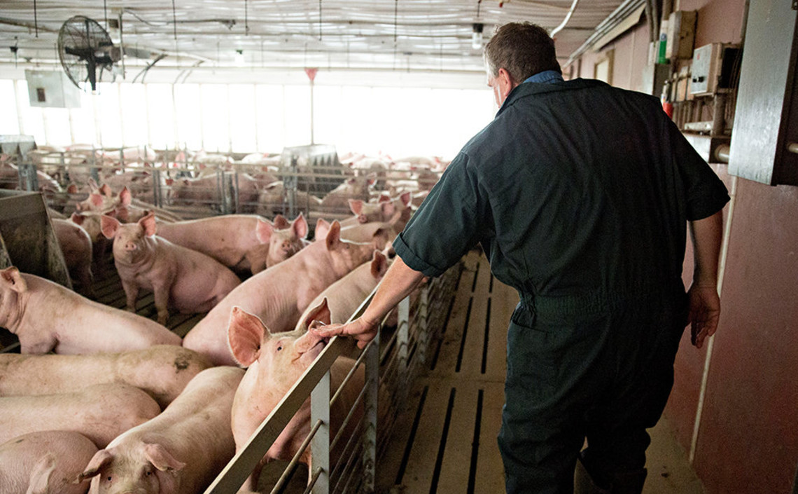 В России растет производство свинины / Агро-Матик