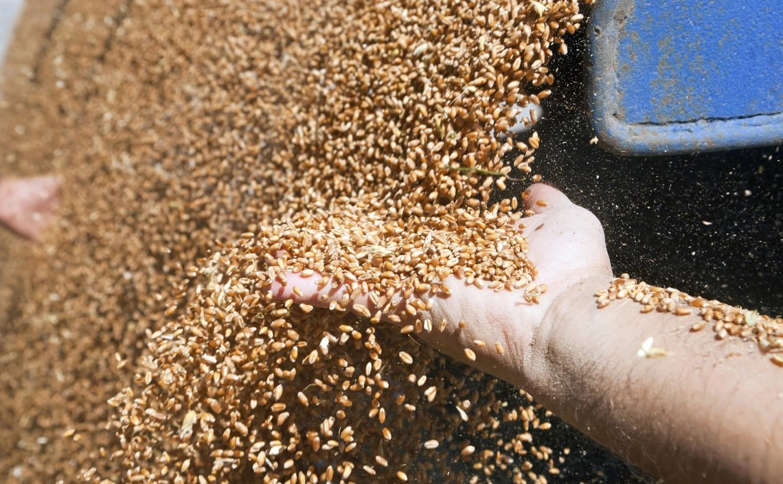 В Тамбовской области планируют создать кластер по переработке зерна / Агро-Матик