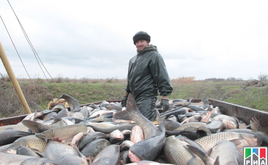Объем производства продукции аквакультуры в Дагестане за 2018 год составил более 4 тысяч тонн / Агро-Матик