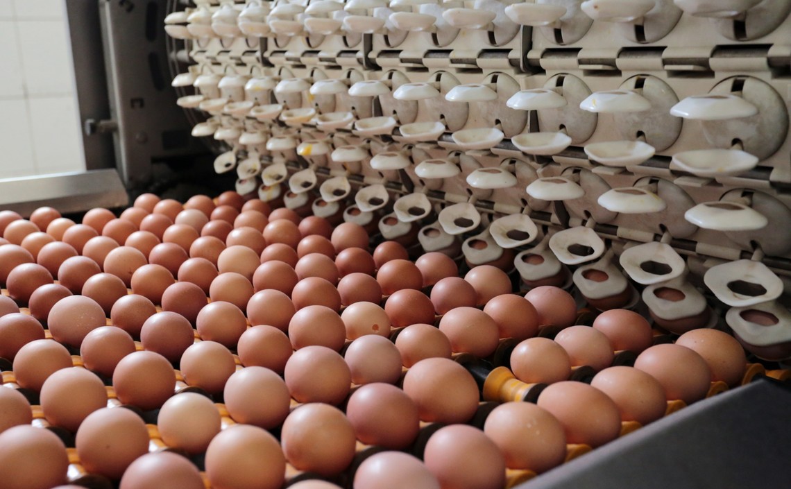 Полтора миллиарда яиц произвел Татарстан за 2018 год / Агро-Матик