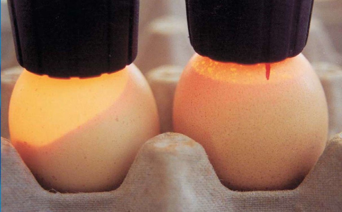 Ученые разработали метод определения пола куриных яиц / Агро-Матик