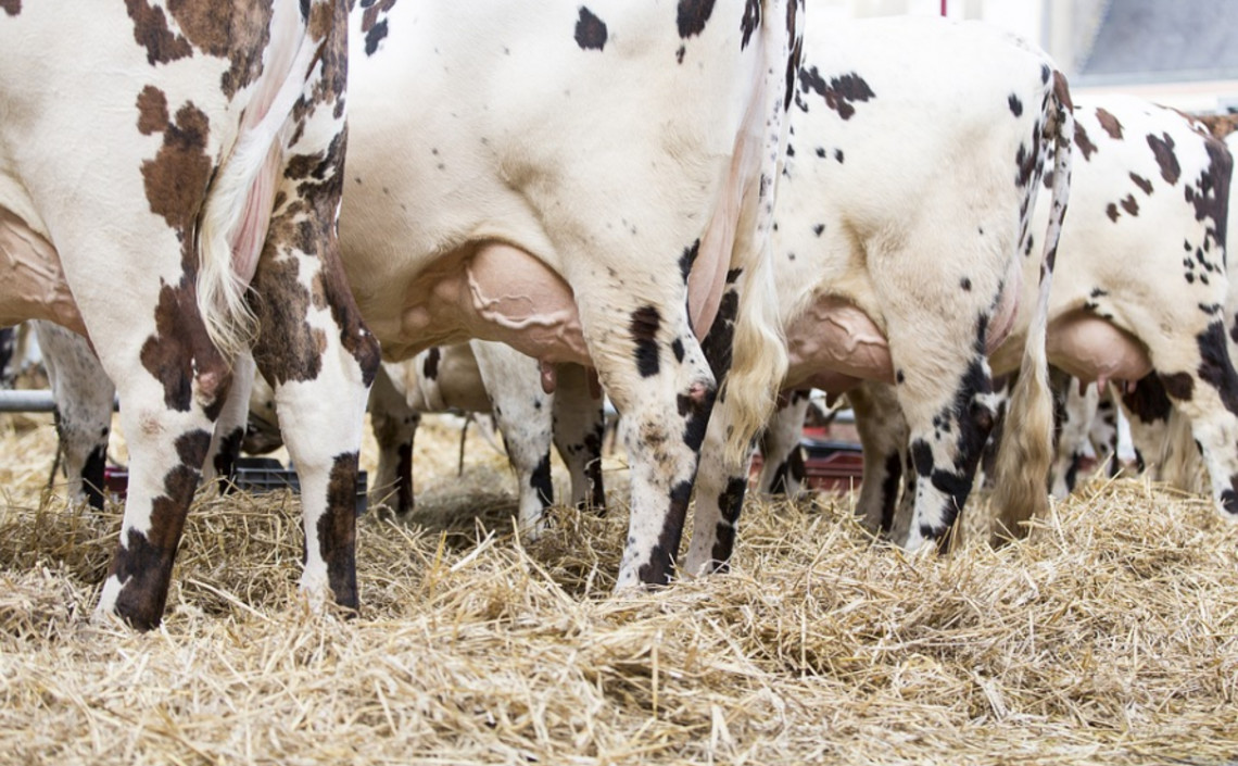 Башкирские хозяйства за январь отправили на переработку почти 46 тысяч тонн молока / Агро-Матик