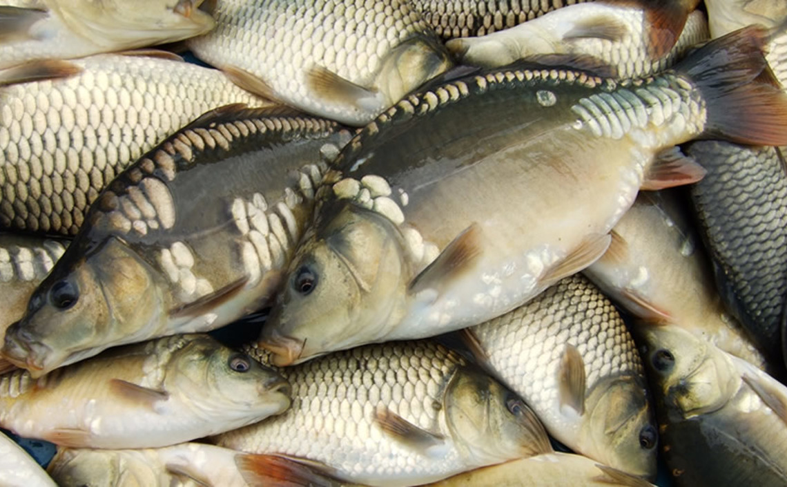Росрыбхоз рекомендовал хозяйствам аквакультуры увеличить долю племенного рыбопосадочного материала / Агро-Матик