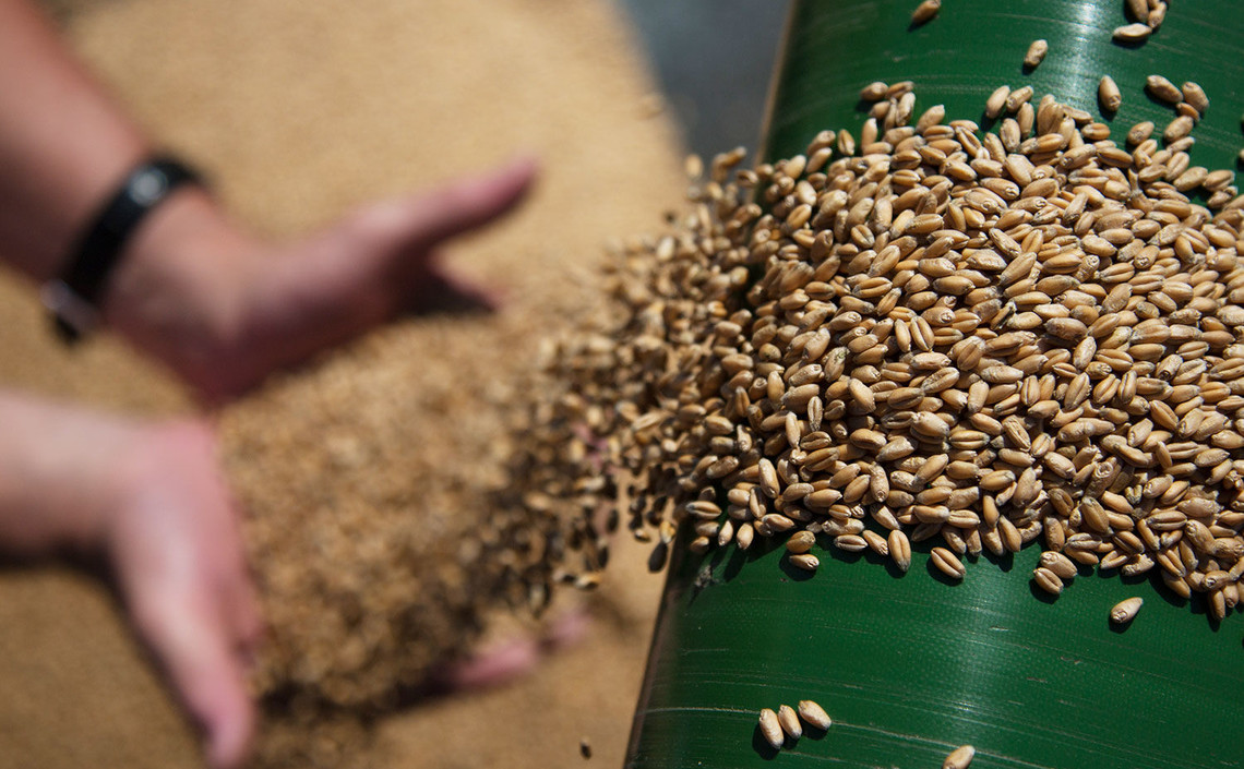 Инвестор из Китая планирует участвовать в проекте по переработке пшеницы под Пензой / Агро-Матик