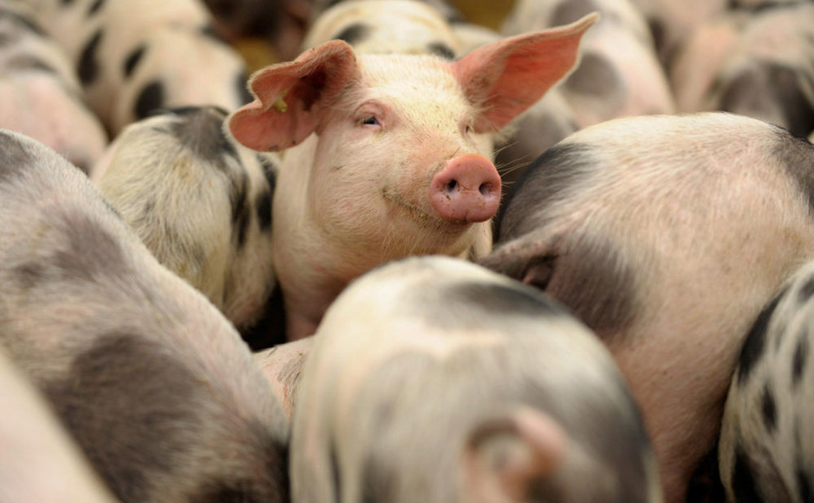 Эксперт: Выращивать свиней в Украине стало дороже, чем в Европе / Агро-Матик
