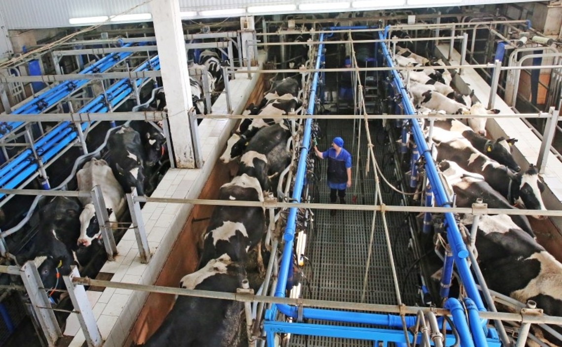 Ставрополье планирует увеличить производство молока в два раза / Агро-Матик