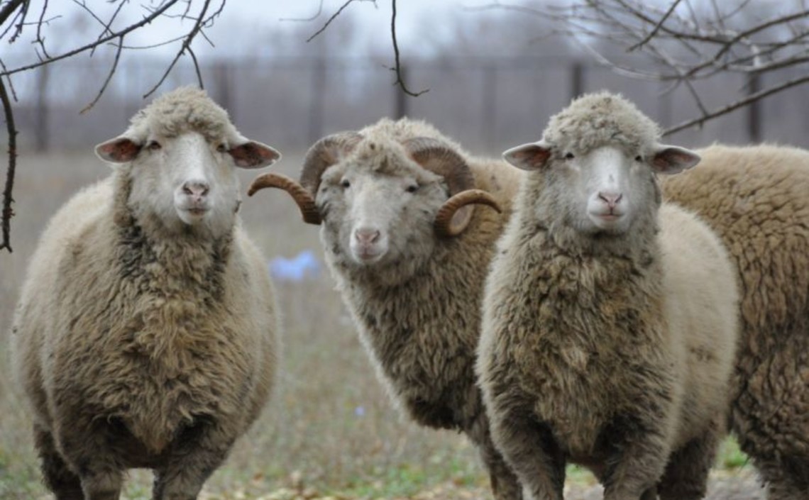 В Дагестане возродят лезгинскую породу овец / Агро-Матик