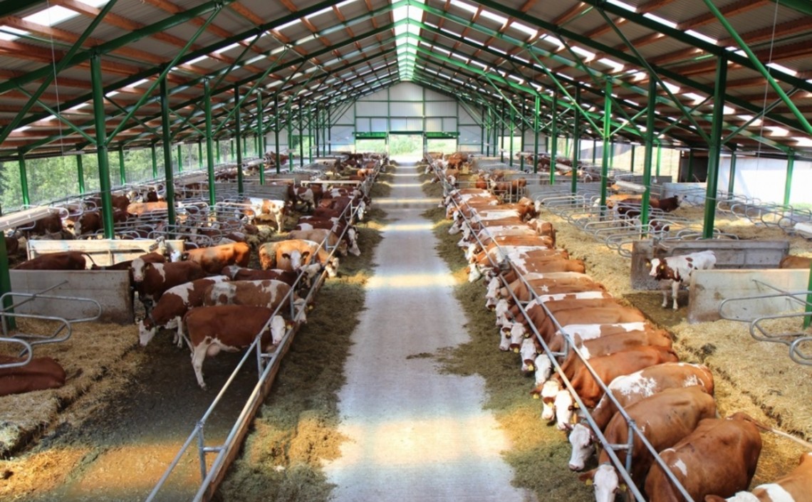 В Воронежской области могут появиться фермы по разведению КРС по итальянским технологиям / Агро-Матик