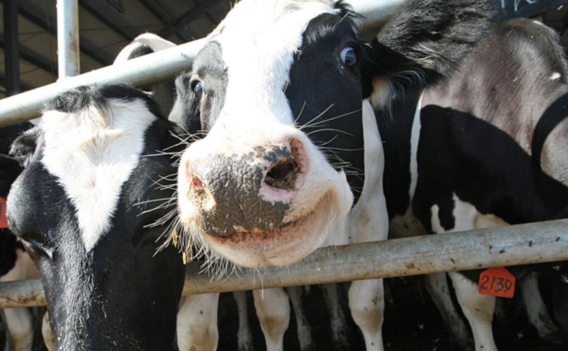 Эффективность применения Концентрата Белкового «Агро-Матик» для КРС в сравнении с иными высокопротеиновыми и защищёнными видами продуктов, применяемых в кормлении крупного рогатого скота в ус