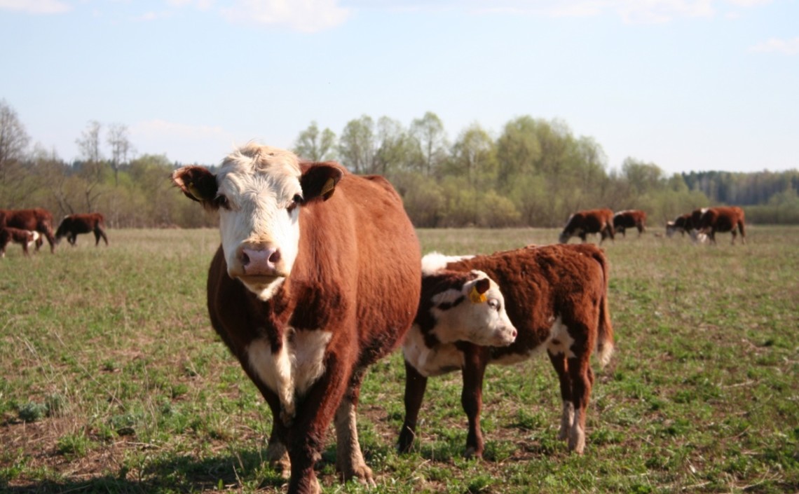 В Удмуртии оценили перспективы мясного скотоводства / Агро-Матик