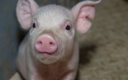 Рекомендации по белковым альтернативам для свиней