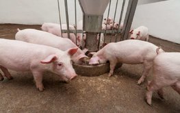 Альтернативные побочные продукты для замены сои в кормлении свиней