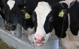 Эффективность применения белкового концентрата «Агро-Матик» в кормлении высокопродуктивных коров