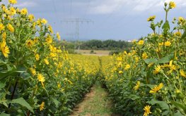 Альтернатива кукурузе в кормовой стратегии — сильфия. Опыт Беларуси