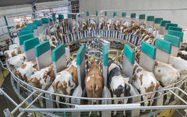 Производство товарного молока выросло на 4%