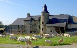 Французам запретили жаловаться на мычание коров