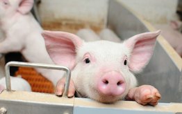 Поголовье свиней в России продолжает расти