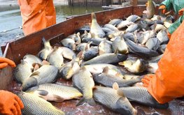 Фермеры в Белгородской области смогут получить до 70 млн рублей на развитие рыбоводства