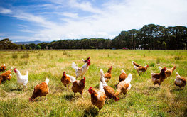 Шотландия планирует запретить клеточное содержание кур