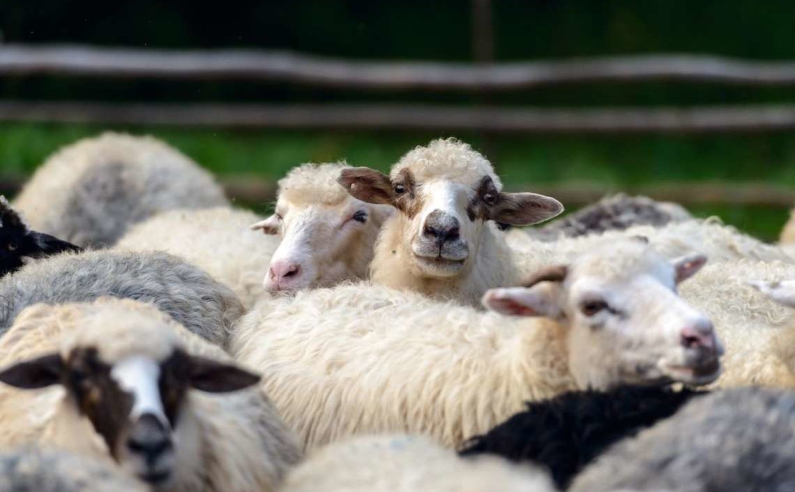 Овцеводство в России обладает большим потенциалом для дальнейшего роста — Минсельхоз