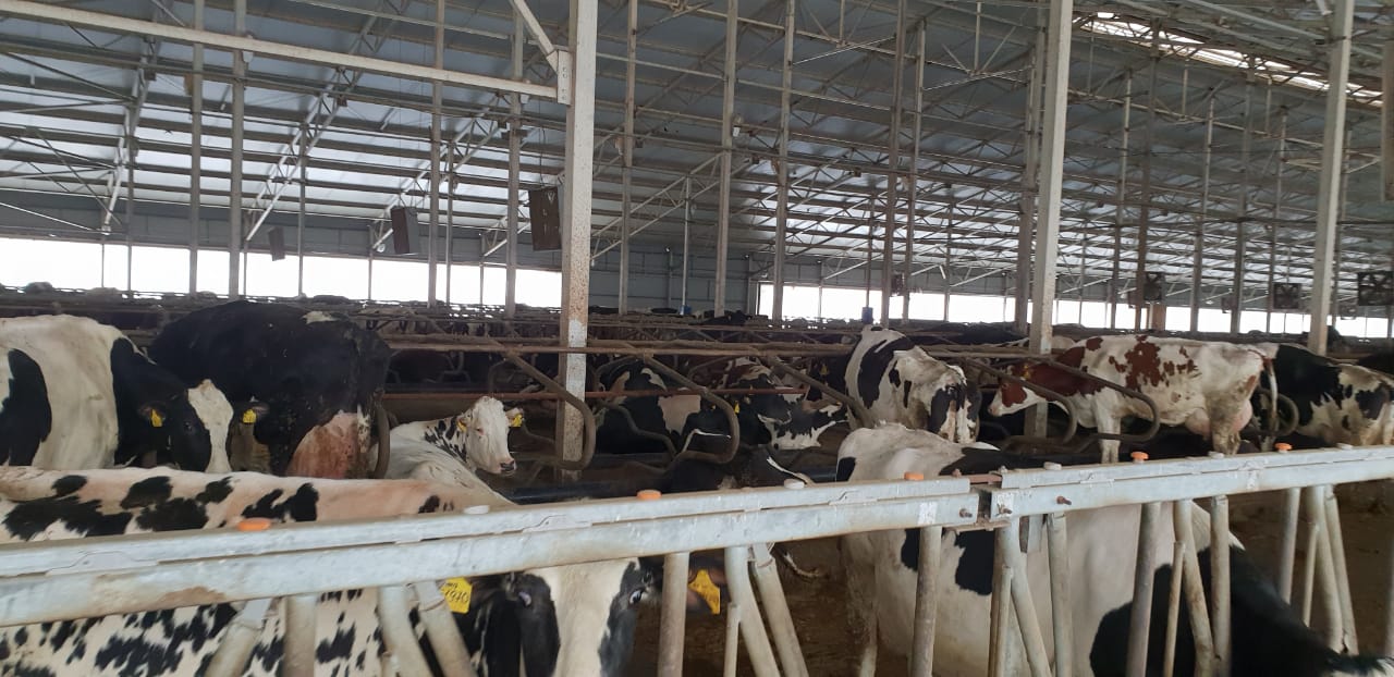 «Агро-Матик» побывал на калужских молочных фермах / Агро-Матик #3