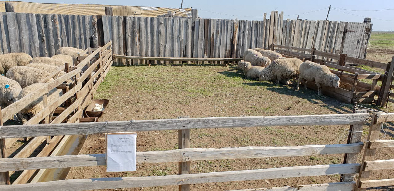 Продукцию «Агро-Матик» тестируют овцеводы юга России / Агро-Матик #3