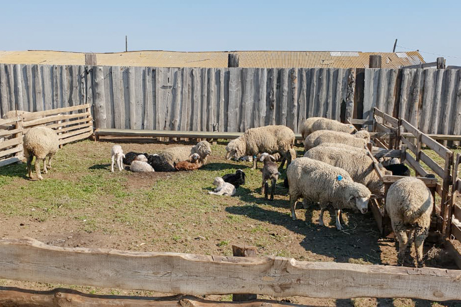 Продукцию «Агро-Матик» тестируют овцеводы юга России / Агро-Матик #2
