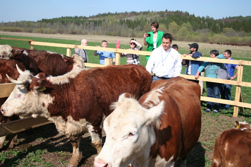 В Удмуртии оценили перспективы мясного скотоводства / Агро-Матик #1