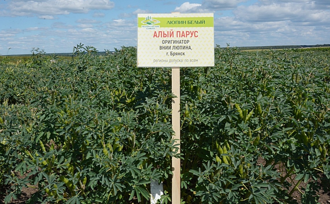 На Южном Урале будут поднимать урожайность зерновых и бобовых за счет развития элитного семеноводства / Агро-Матик