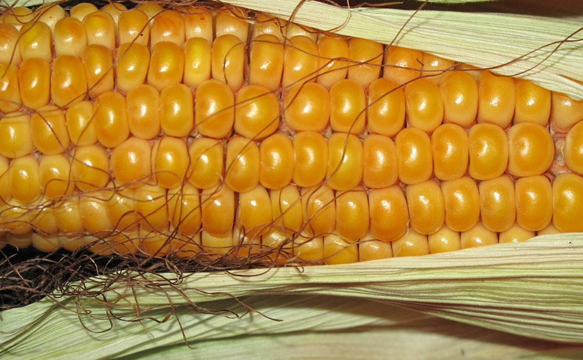В США вывели кукурузу с питательностью мяса / Агро-Матик