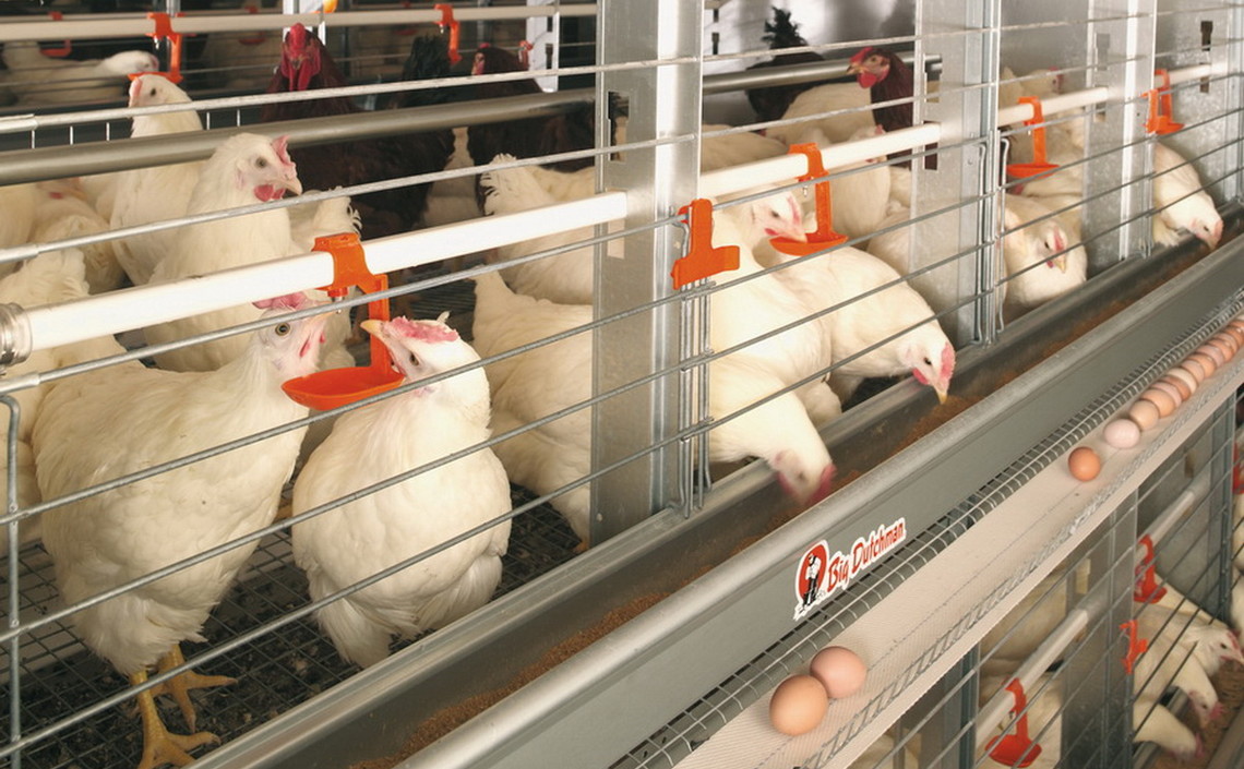 В Европе решено запретить формальдегид в кормах для домашней птицы / Агро-Матик