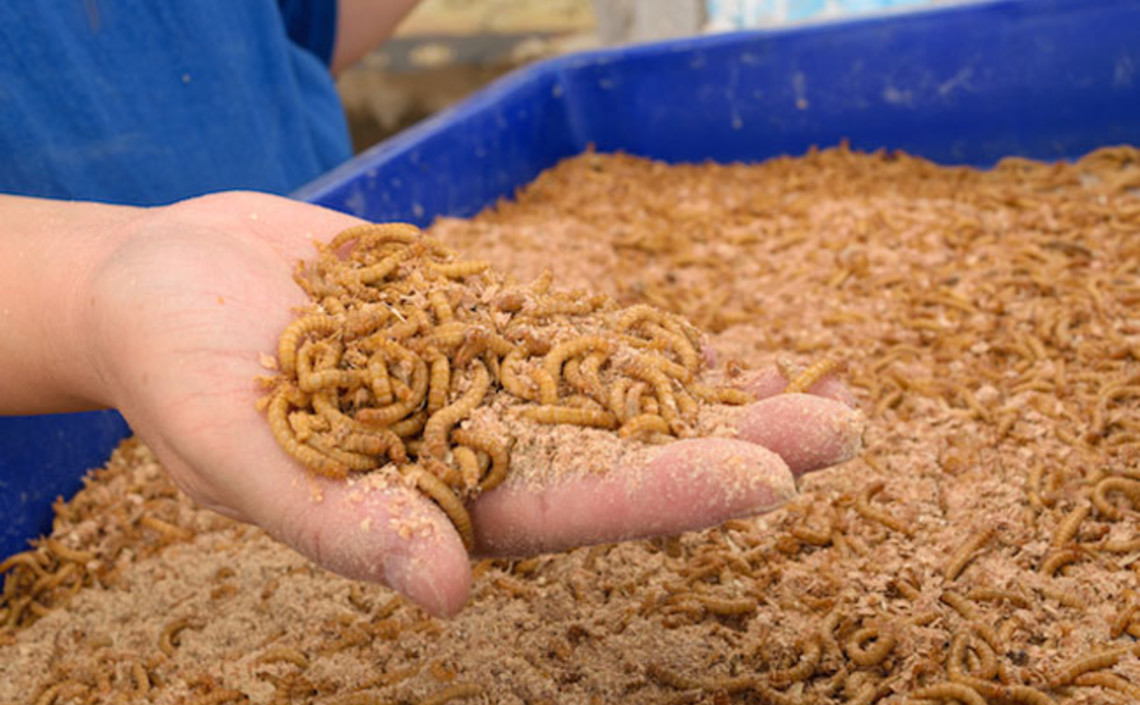 Мучные черви могут спасти зерно с микотоксинами / Агро-Матик