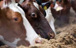 Кормление КРС продуктами из&nbsp;водорослей может сделать молоко полезнее / Агро-Матик