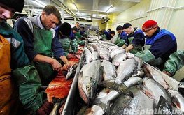 В Карелии планируют производить рыбий жир и муку / Агро-Матик