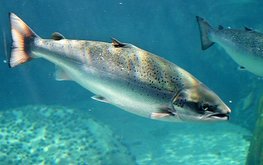 Водоросли в кормах увеличивают содержание Омега-3 в рыбе / Агро-Матик
