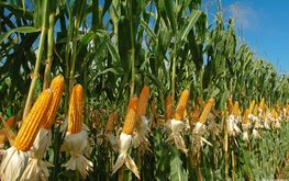 Выбор сорта кукурузы на силос зависит от состава рациона / Агро-Матик