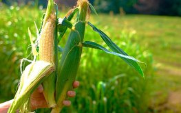 Ученые создали кукурузу, обогащенную витамином А / Агро-Матик