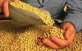 Своевременная обработка пестицидами и агрохимикатами — залог стабильно высокого урожая зернобобовых / Агро-Матик