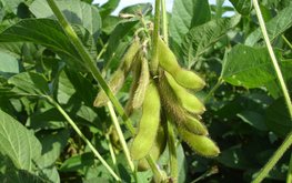В&nbsp;мире продолжаются поиски продуктов для замены сои в&nbsp;кормах / Агро-Матик